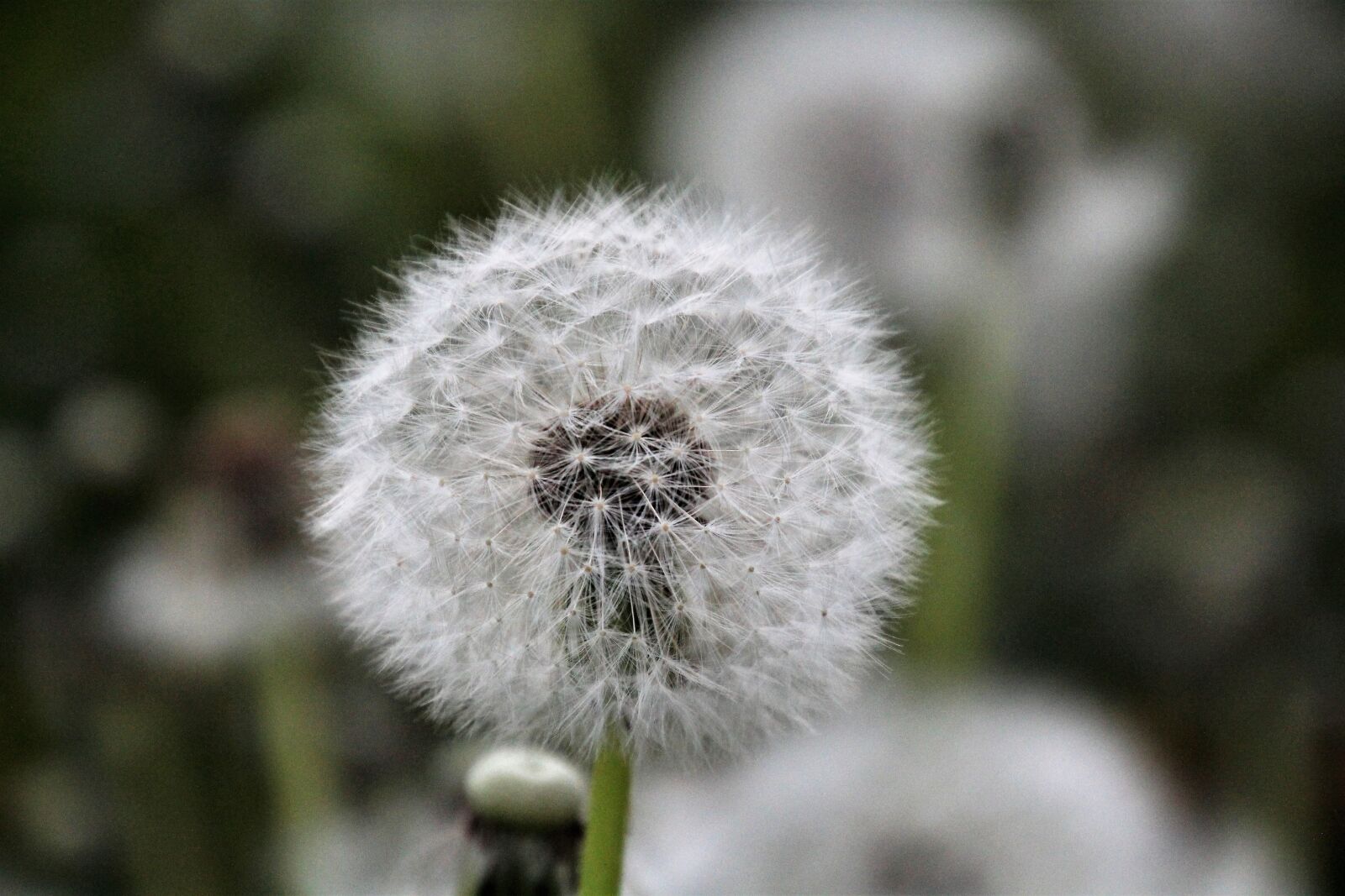 Canon EOS 60D sample photo. Dandelion, spring, seeds photography