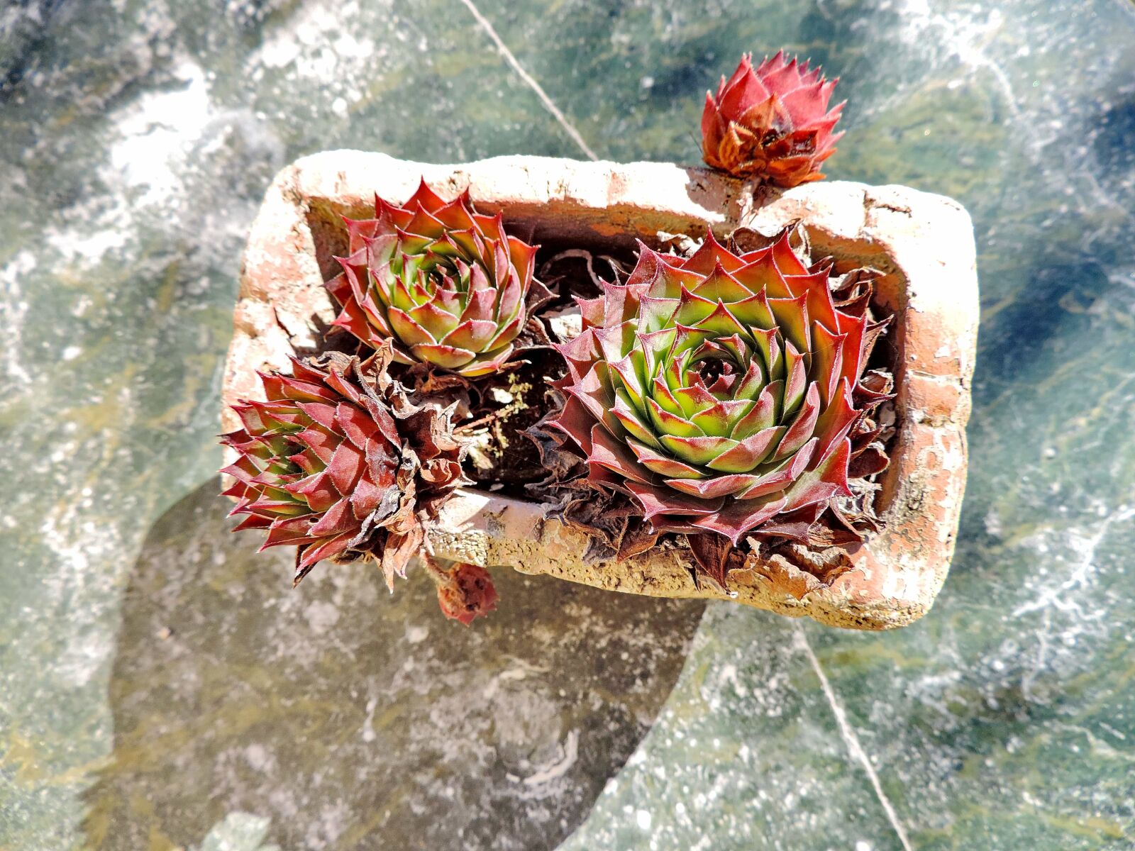 Nikon Coolpix P520 sample photo. Cactus, flowerpot, marble, nature photography