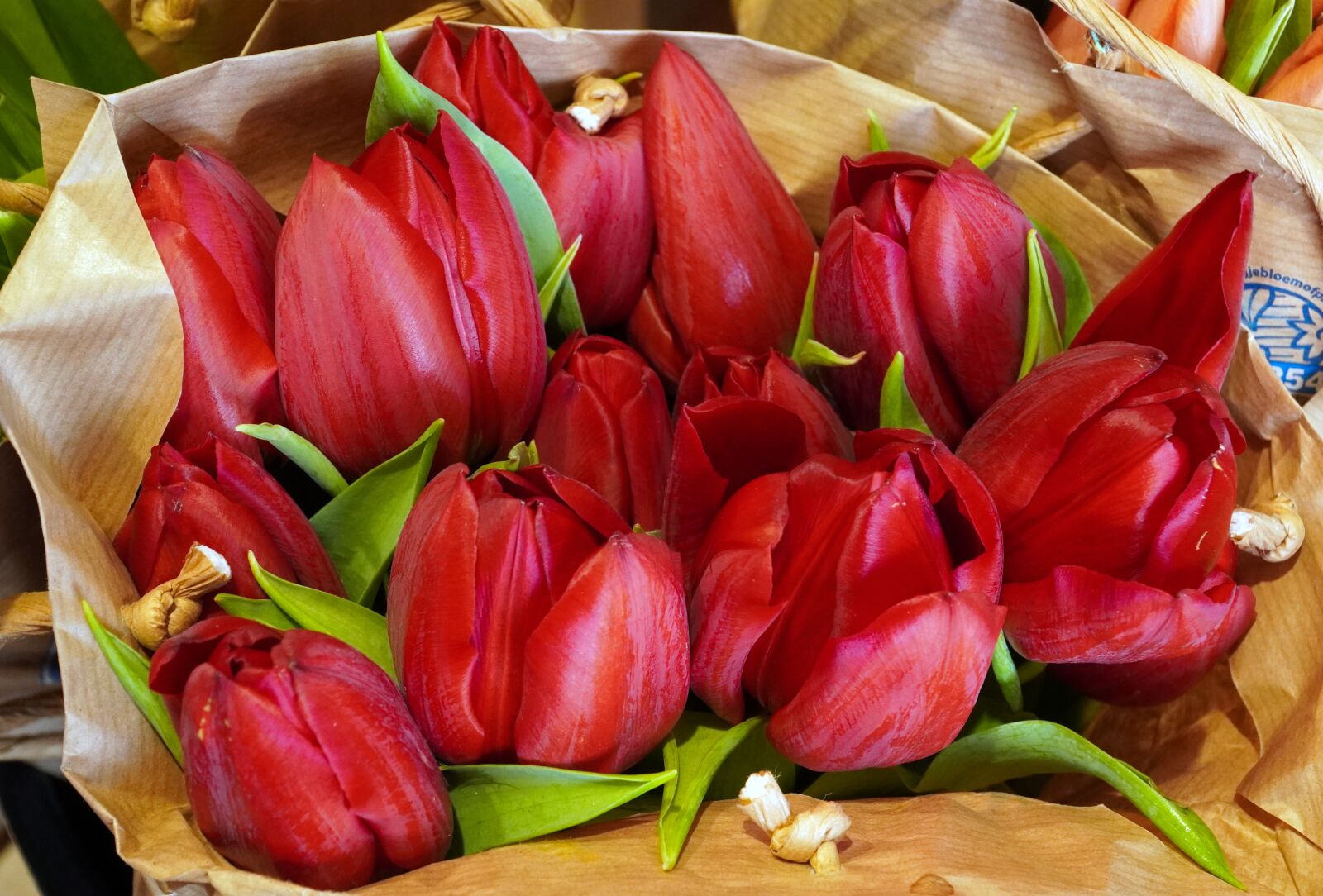 Sony E PZ 18-105mm F4 G OSS sample photo. Tulips, red, spring photography