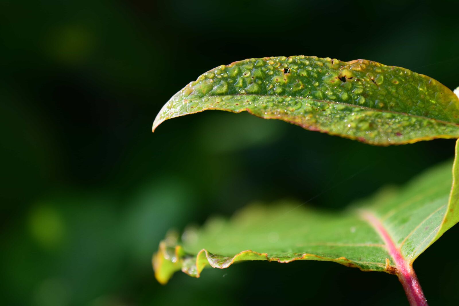 Nikon D3300 sample photo. Flora, green leaf, rain photography