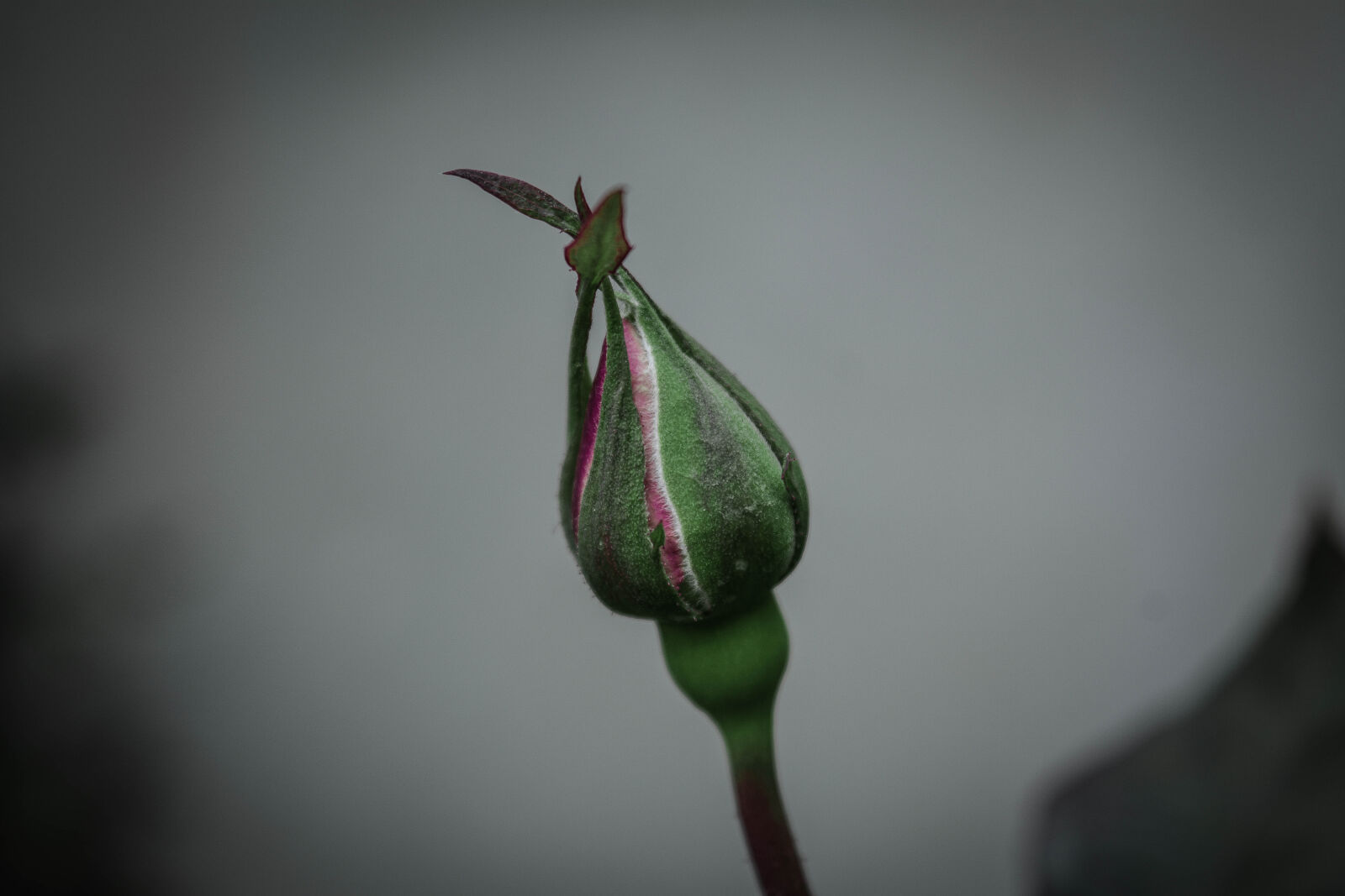 Nikon D5200 sample photo