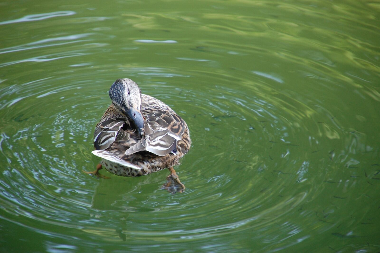 Nikon D40 sample photo. Duck, water, slave photography