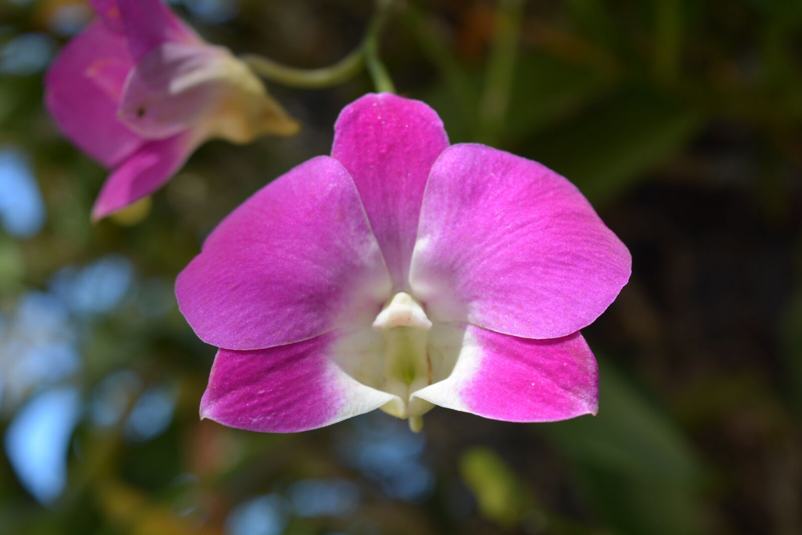 Nikon D7100 sample photo. Flowers, pink, thai orchid photography