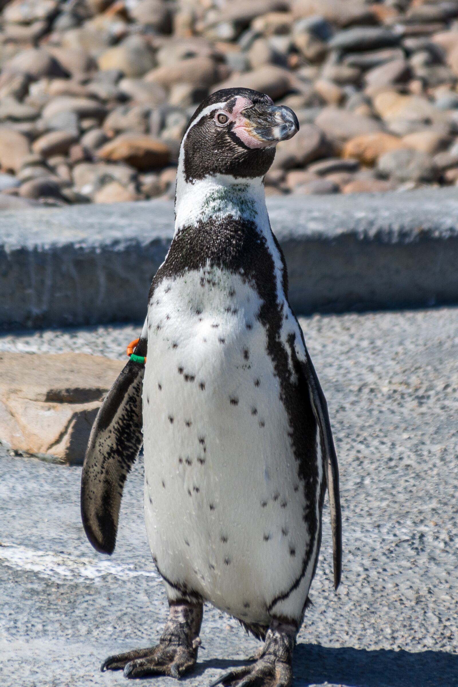 Canon EOS 750D (EOS Rebel T6i / EOS Kiss X8i) + Canon TS-E 90mm F2.8 Tilt-Shift sample photo. The humboldt penguin, zoo photography