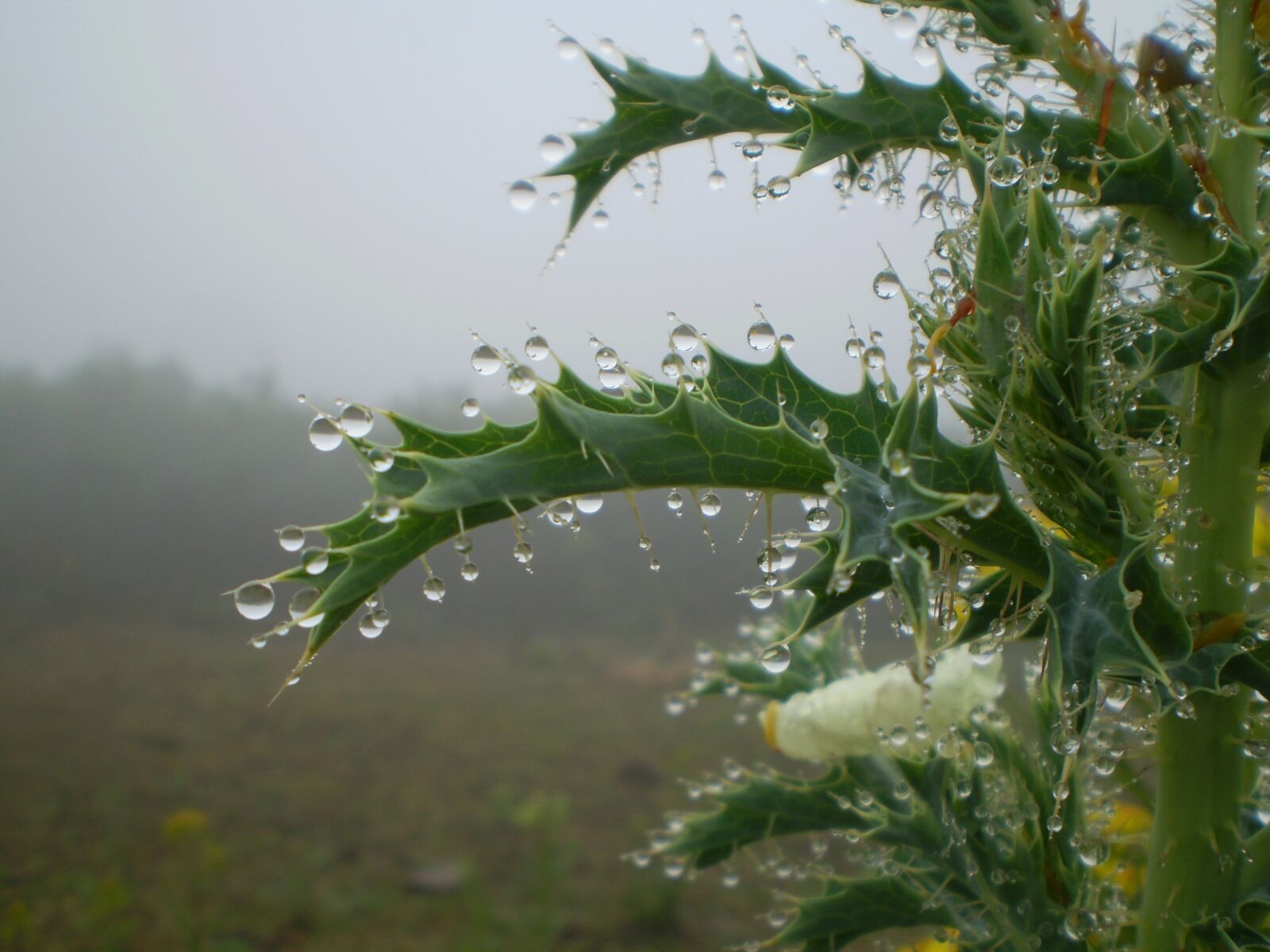Olympus FE210,X775 sample photo. Rain, plants, drops photography