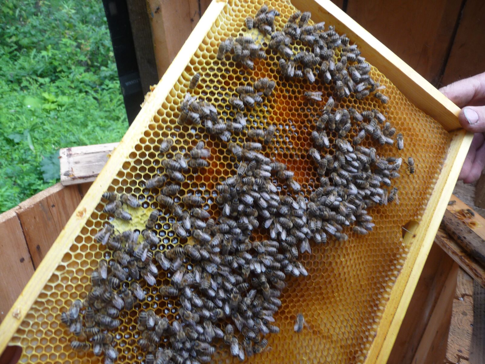Panasonic Lumix DMC-TZ4 sample photo. Bees, picture frame, honey photography