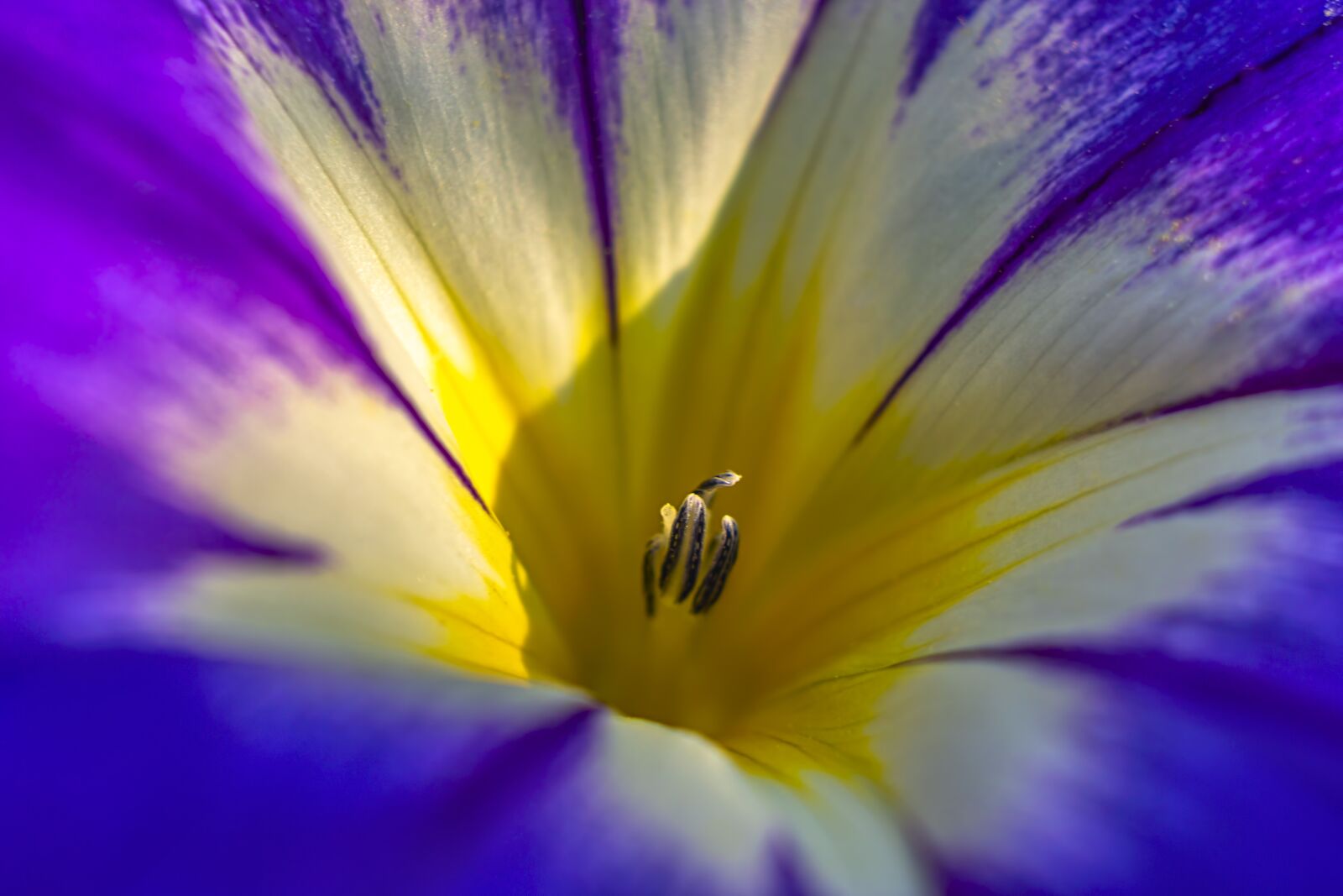 Sony Alpha NEX-7 sample photo. Flower, nature, blossom photography