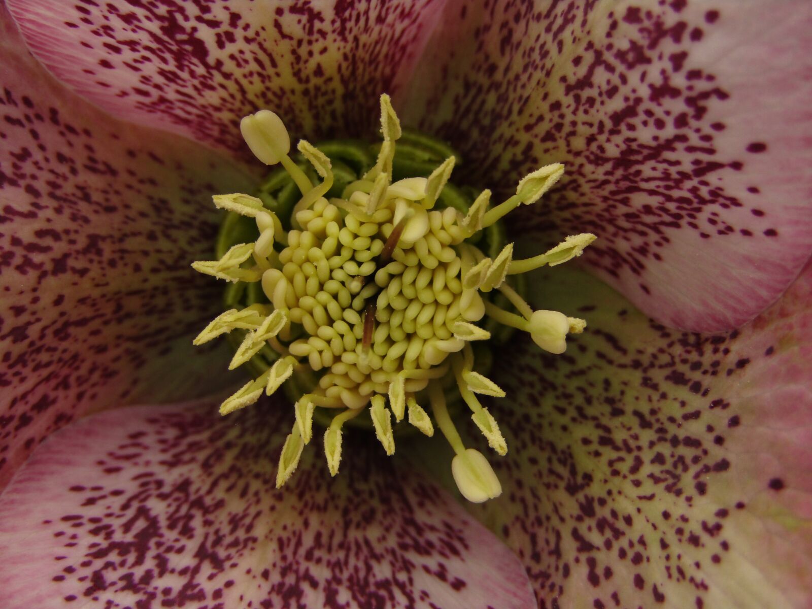 Canon POWERSHOT SX432 IS sample photo. Christmas rose, speckled, rose photography