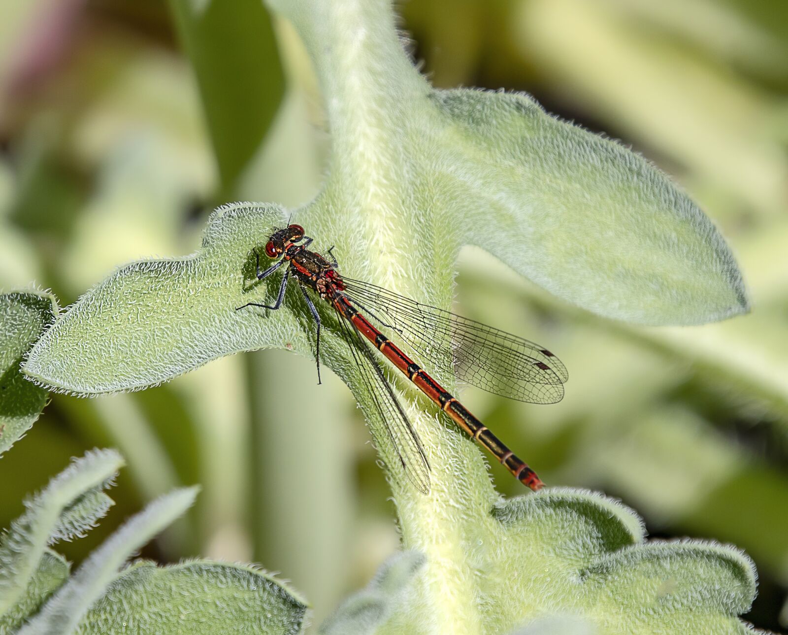 Sigma 100-400mm F5-6.3 DG OS HSM sample photo. Damselfly, red, insect photography