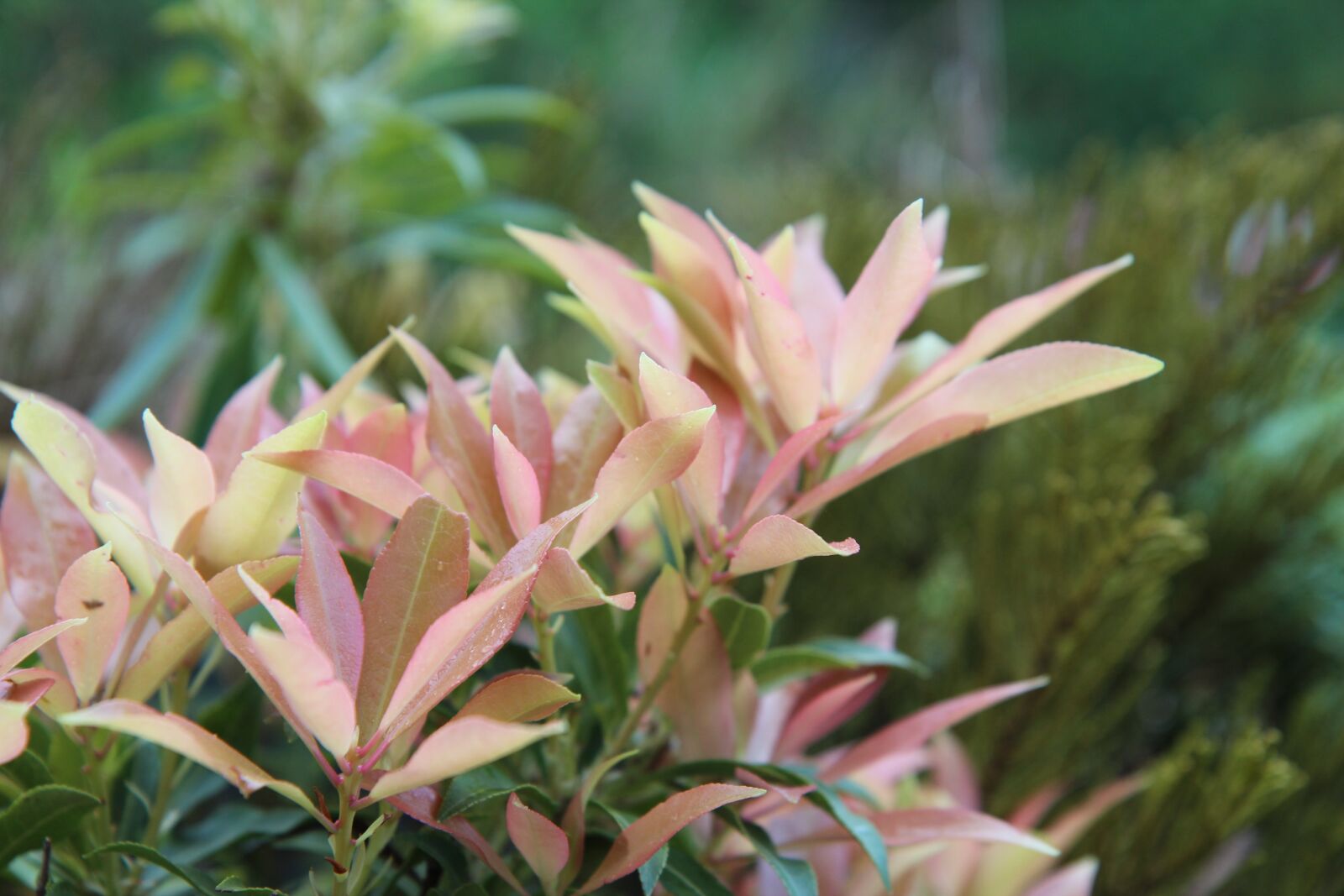 Canon EOS 600D (Rebel EOS T3i / EOS Kiss X5) sample photo. Pieris japonica, andromeda, perennial photography