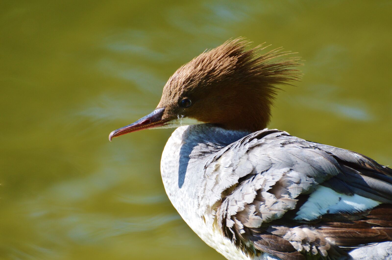 Nikon D3200 sample photo. Merganser, ducks, waterfowl photography