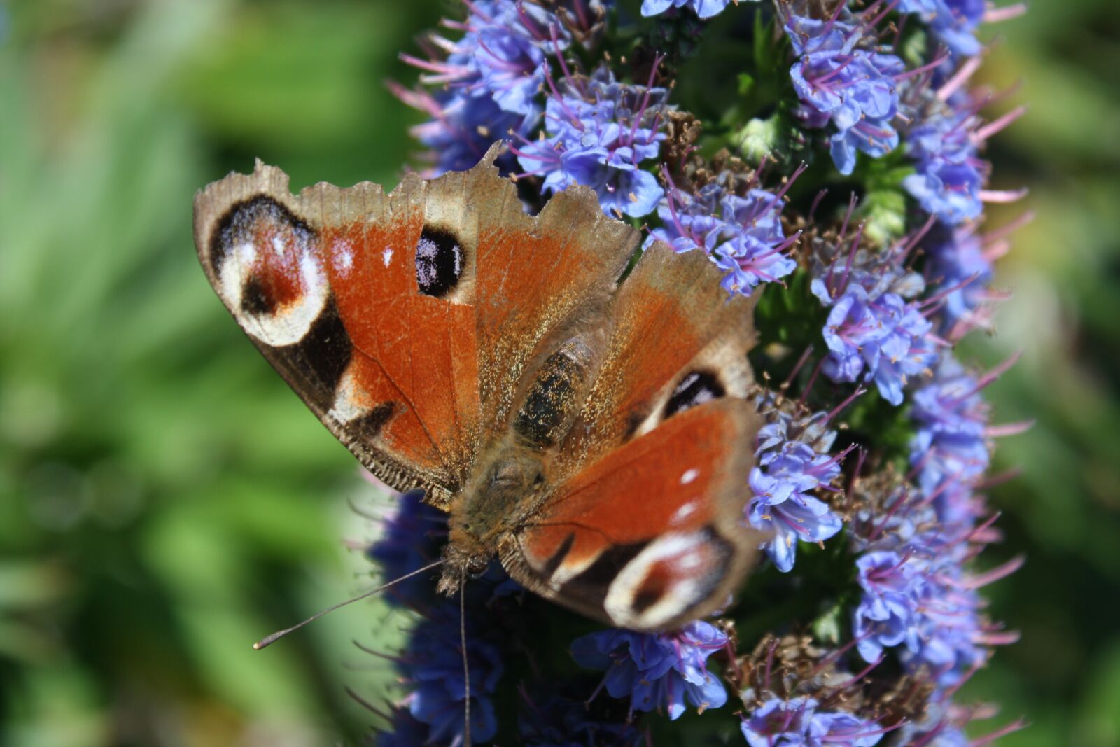 Canon EOS 1000D (EOS Digital Rebel XS / EOS Kiss F) sample photo. Butterfly, insect, nature photography
