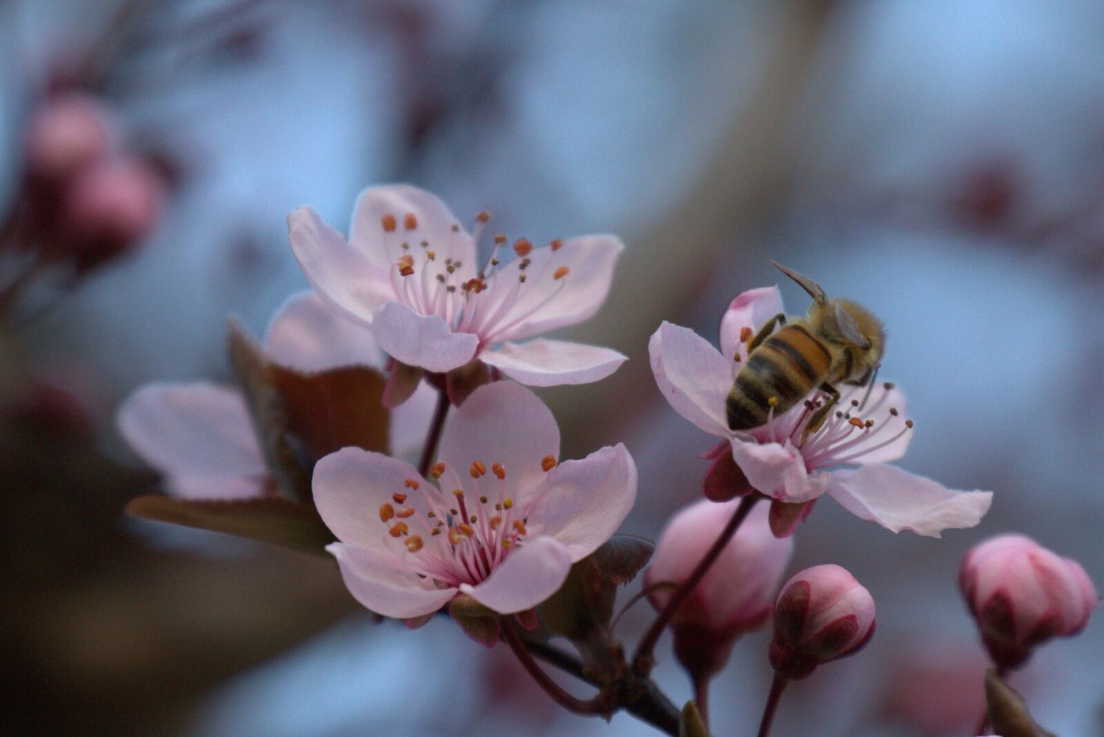 Canon EOS 60D + Canon EF 70-300mm F4-5.6L IS USM sample photo. Bee, blossom, bloom photography