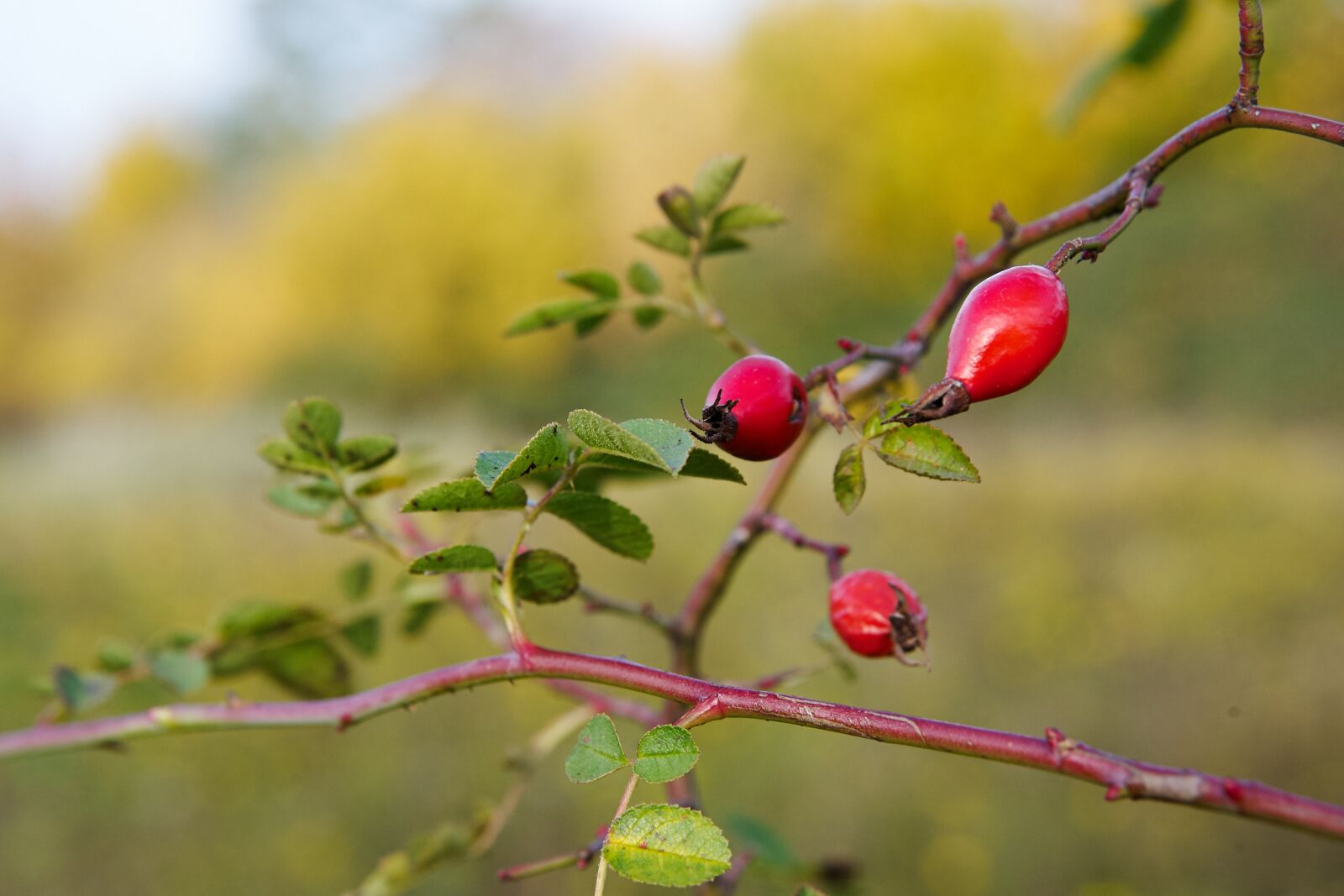 Nikon D3 sample photo. Rose hip, fruiting bodies photography