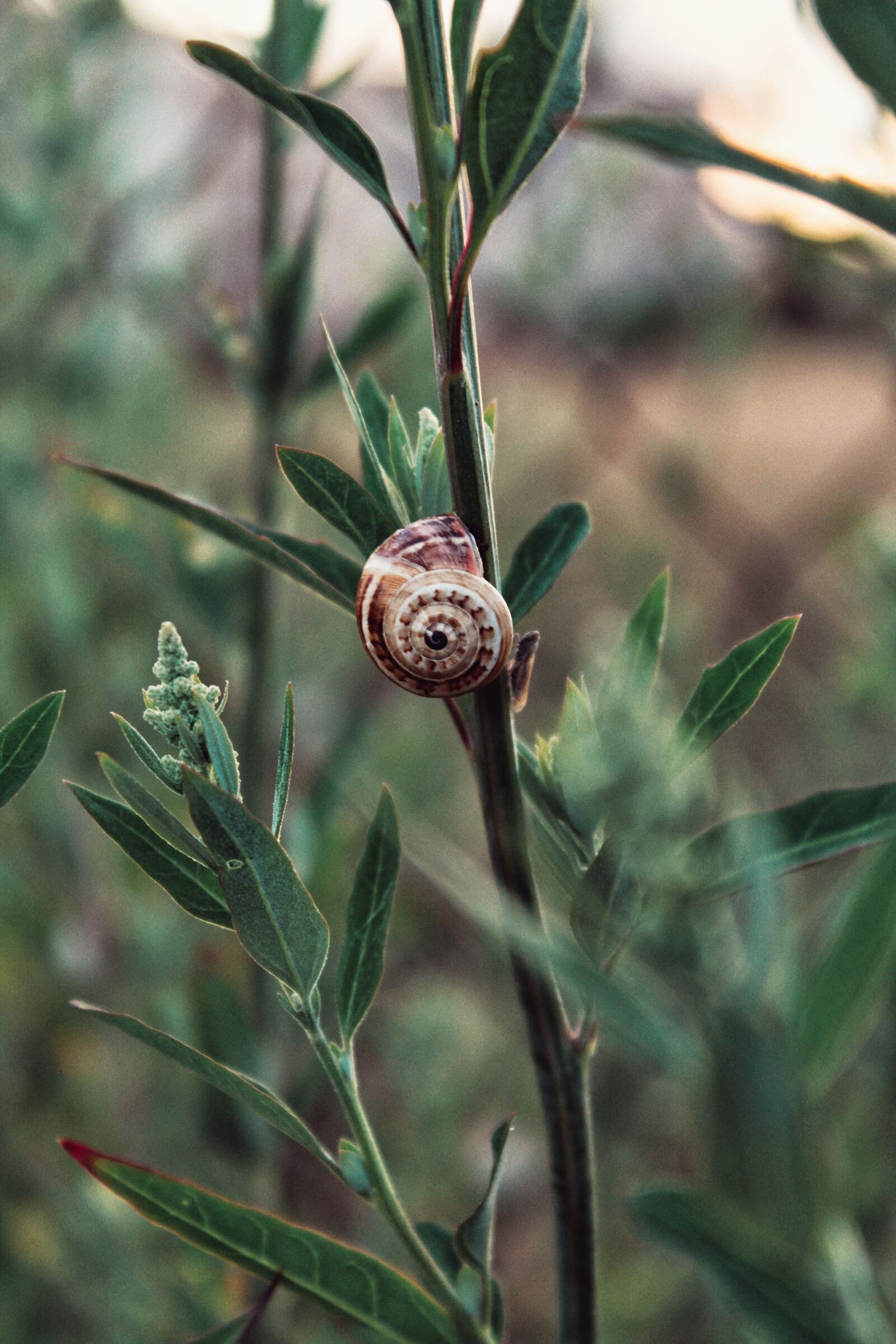 Canon EOS 1300D (EOS Rebel T6 / EOS Kiss X80) sample photo. Snail, animal, fauna photography