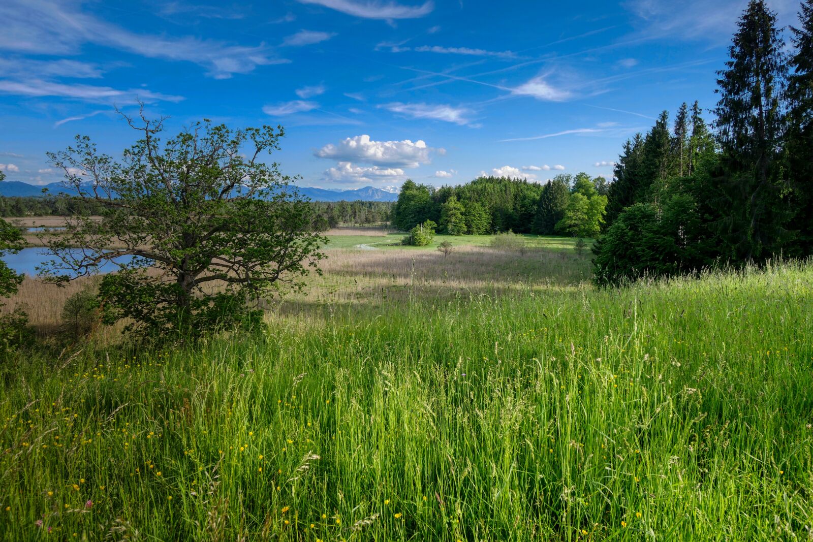 Panasonic Lumix DMC-GX8 sample photo. Foothills of the, grass photography