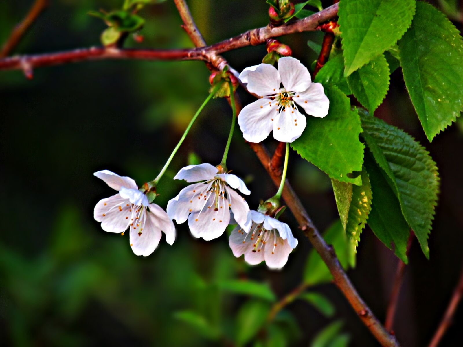 Canon PowerShot SX30 IS sample photo. Flowers, tree, spring photography