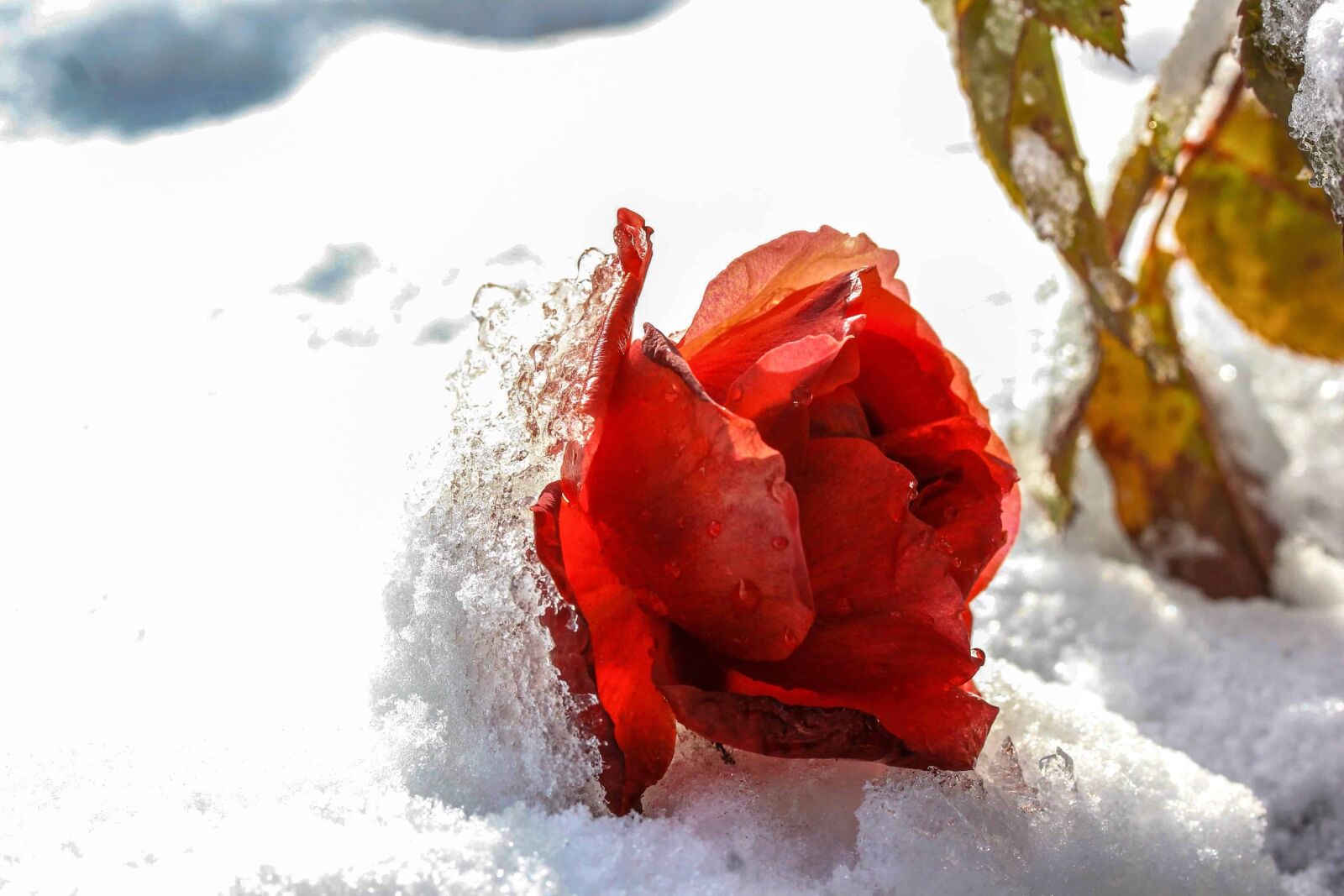 Canon EOS 1100D (EOS Rebel T3 / EOS Kiss X50) sample photo. Winter, cold, snow, rose photography