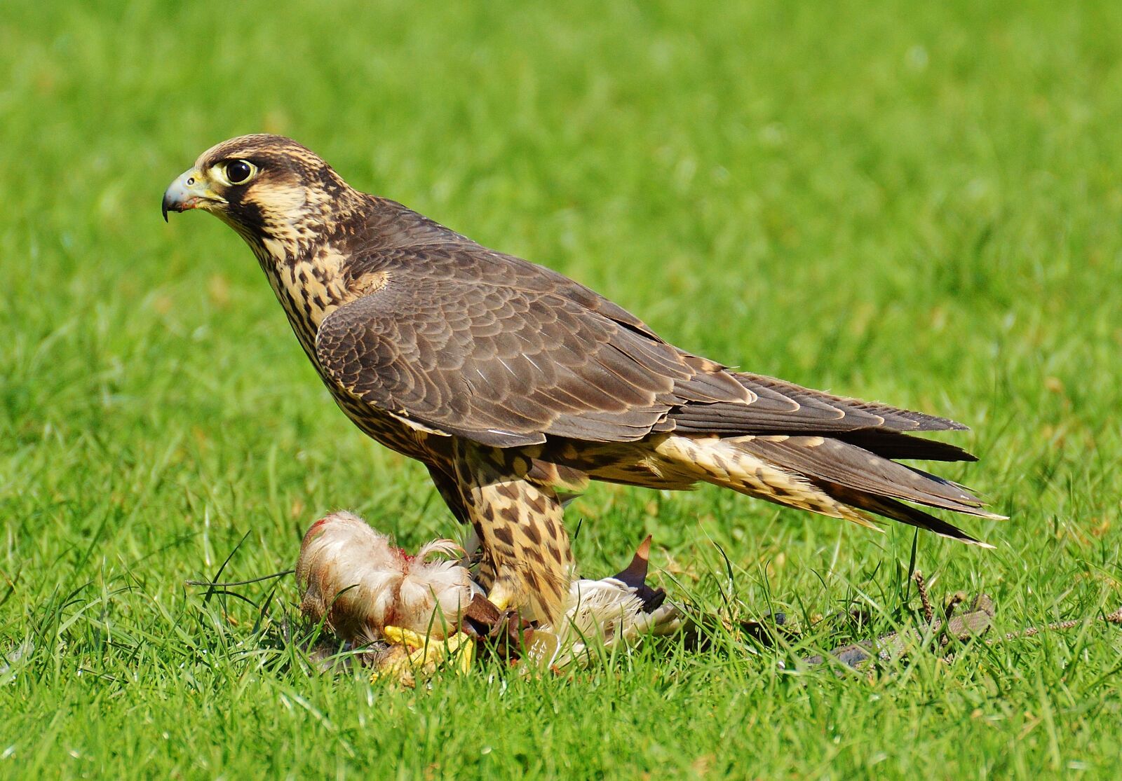 Nikon D3200 sample photo. Falcon, wildpark poing, prey photography