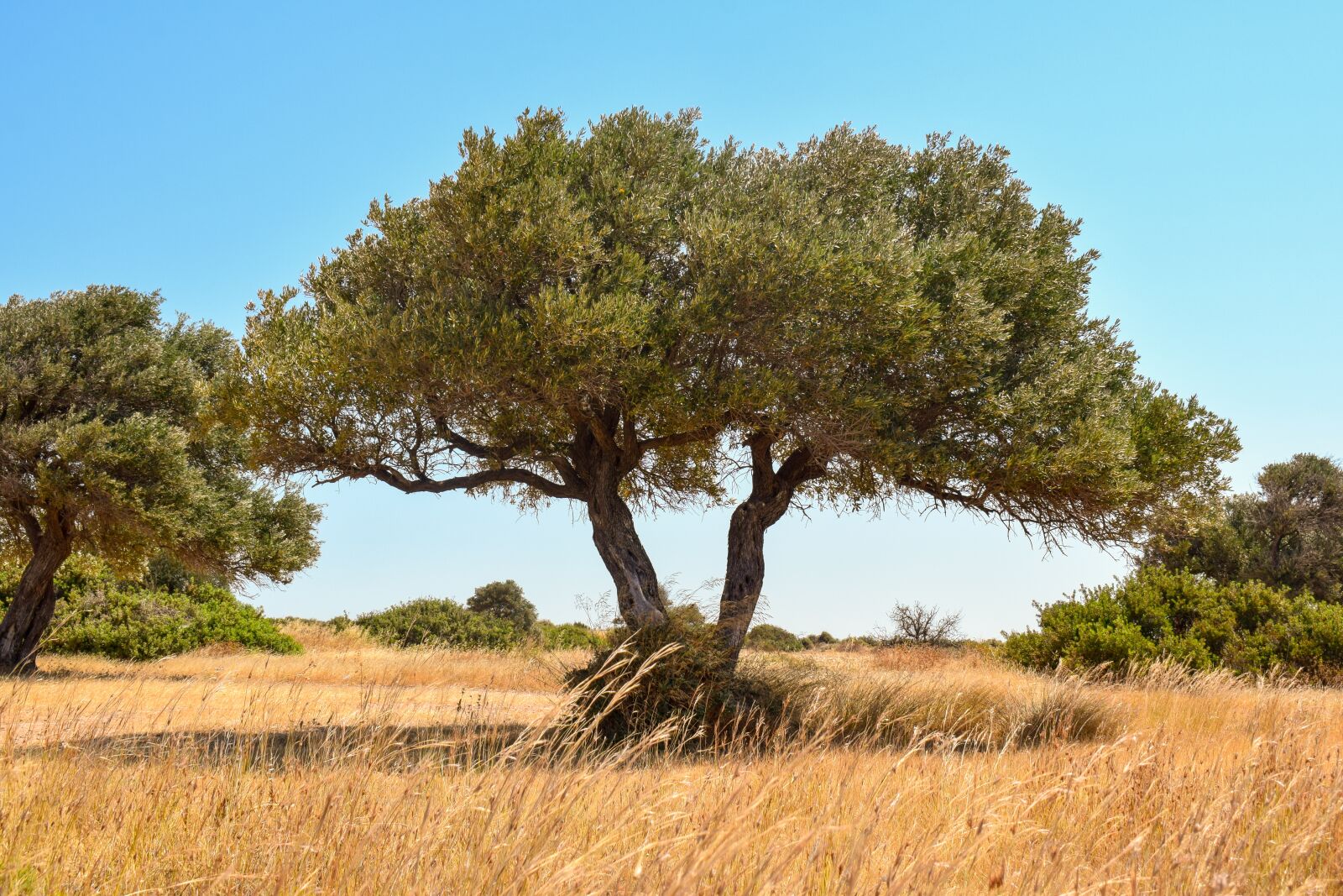 Nikon D3300 sample photo. Tree, landscape, scenery photography