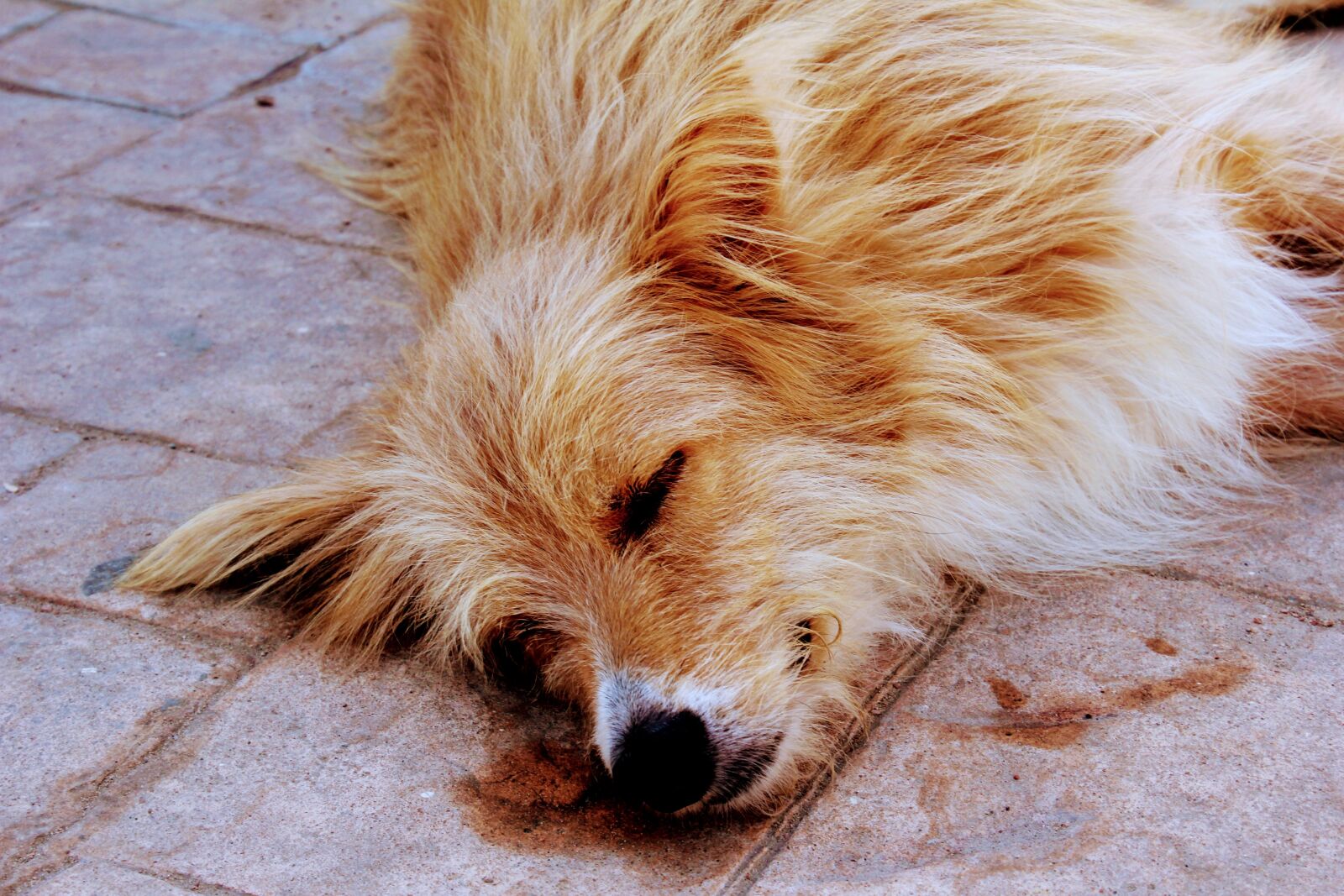 Canon EOS 60D sample photo. Dog, relax, sleep photography
