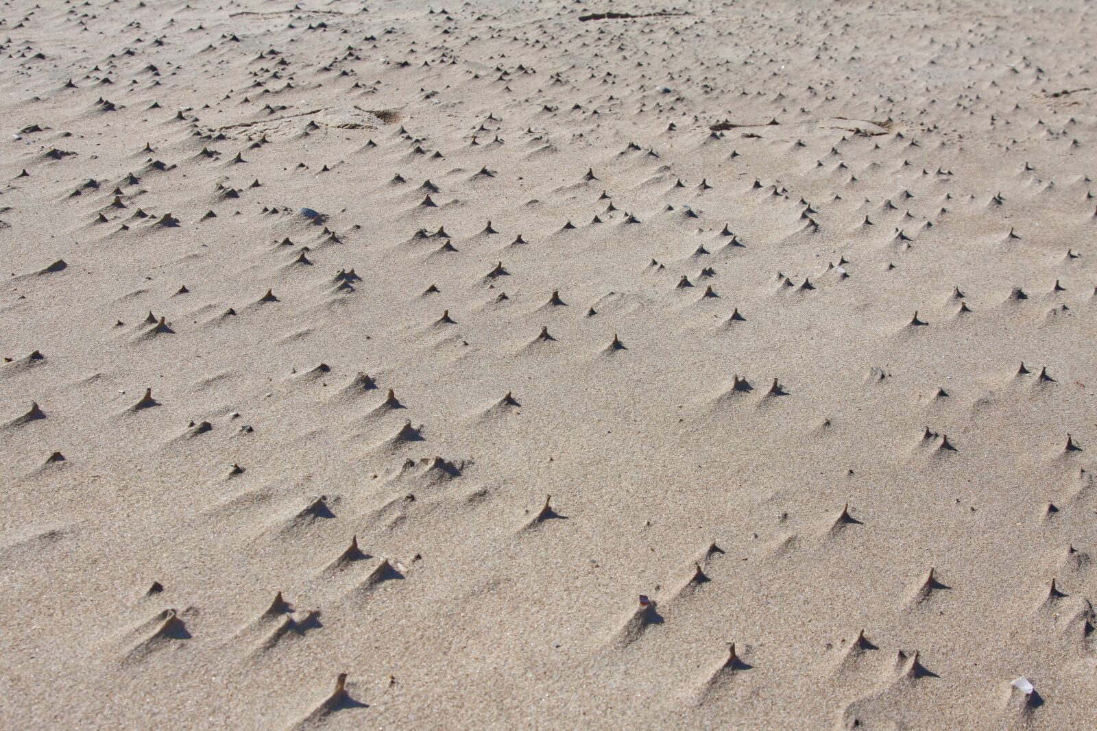 Canon EOS 50D + Canon EF 24-105mm F4L IS USM sample photo. Wind, sand, beach photography