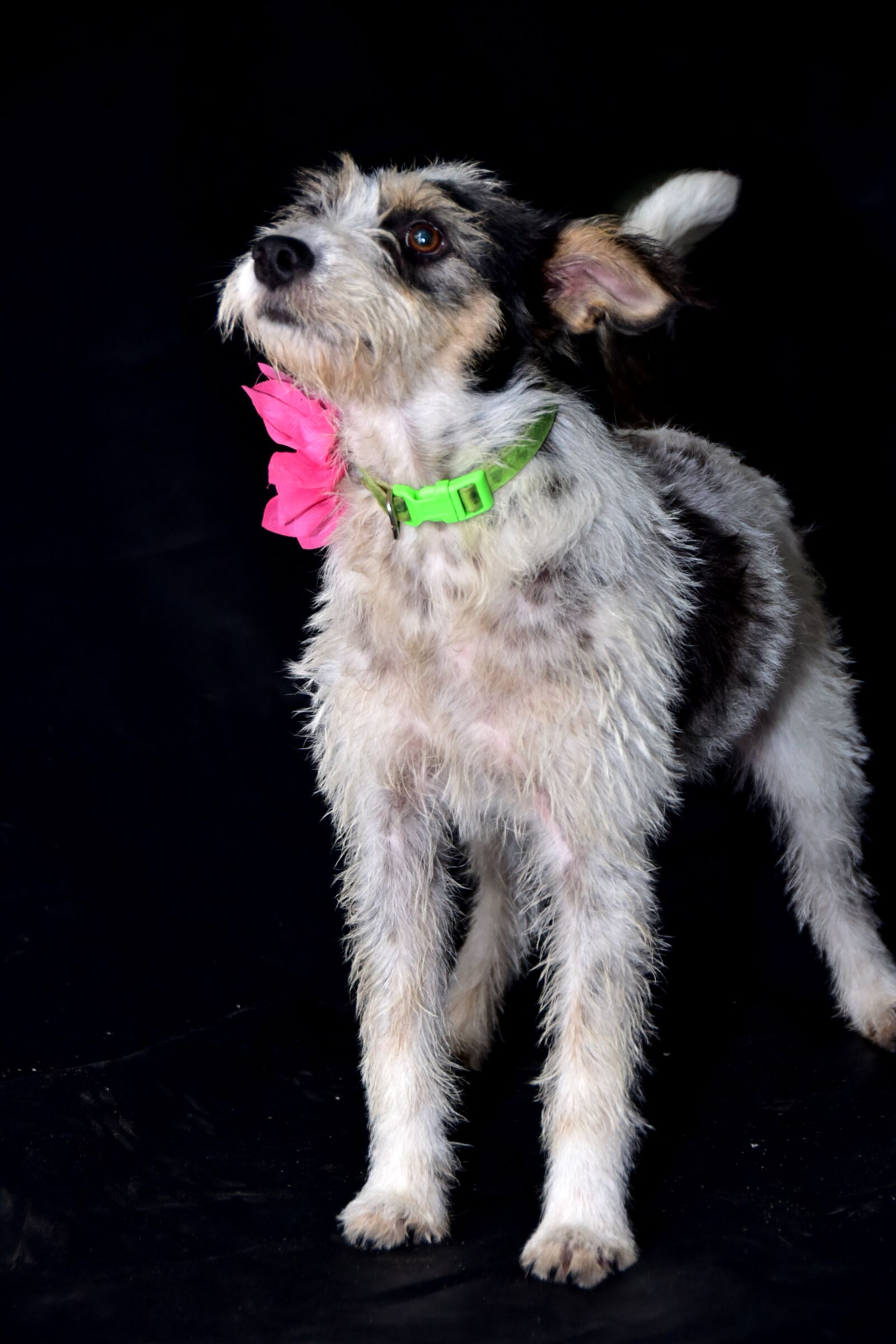 Nikon D810 sample photo. Dog, happy, portrait photography