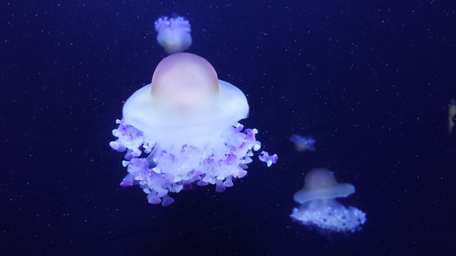 Samsung Galaxy S4 sample photo. Jellyfish, sea, mollusk photography