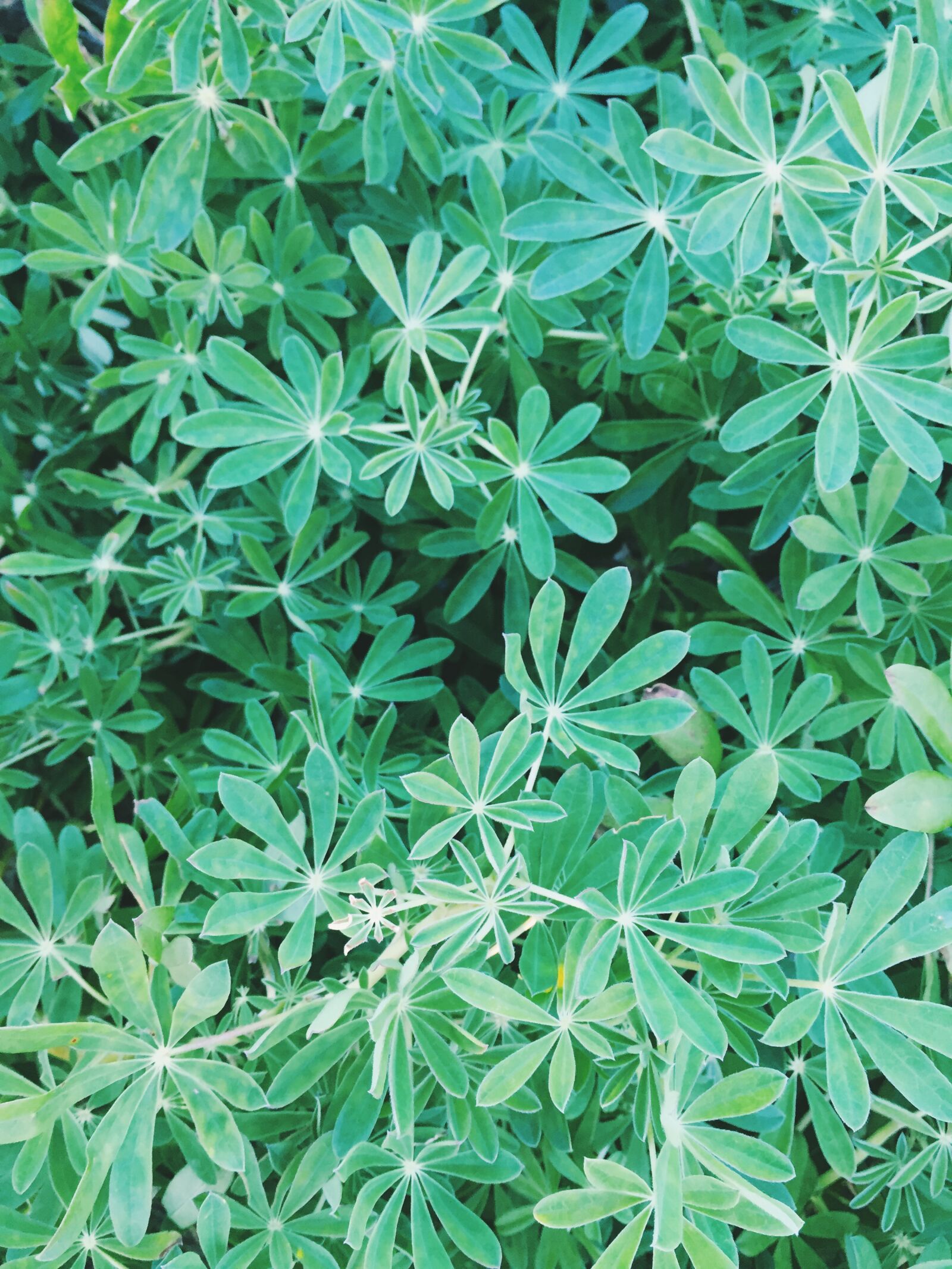 iPhone 6 back camera 4.15mm f/2.2 sample photo. Flora, greens, grass photography