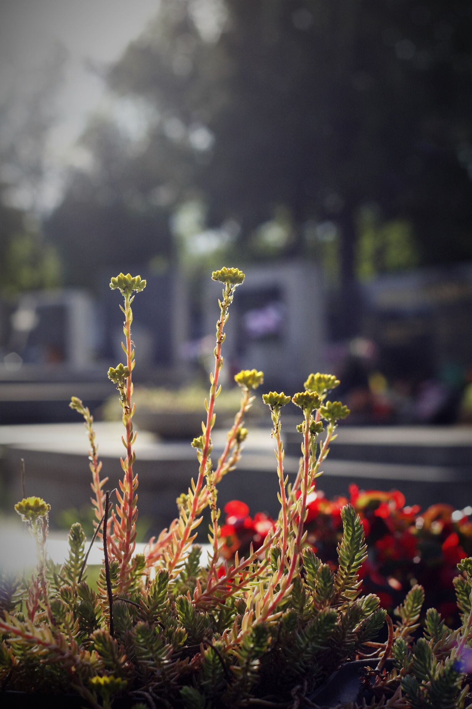 Canon EOS 40D sample photo. Flower, cementery, grave photography