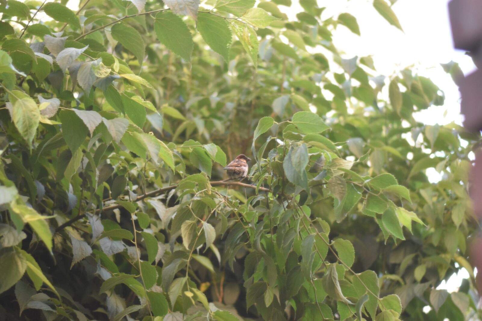 Nikon D3500 sample photo. Bird, tree, nature photography