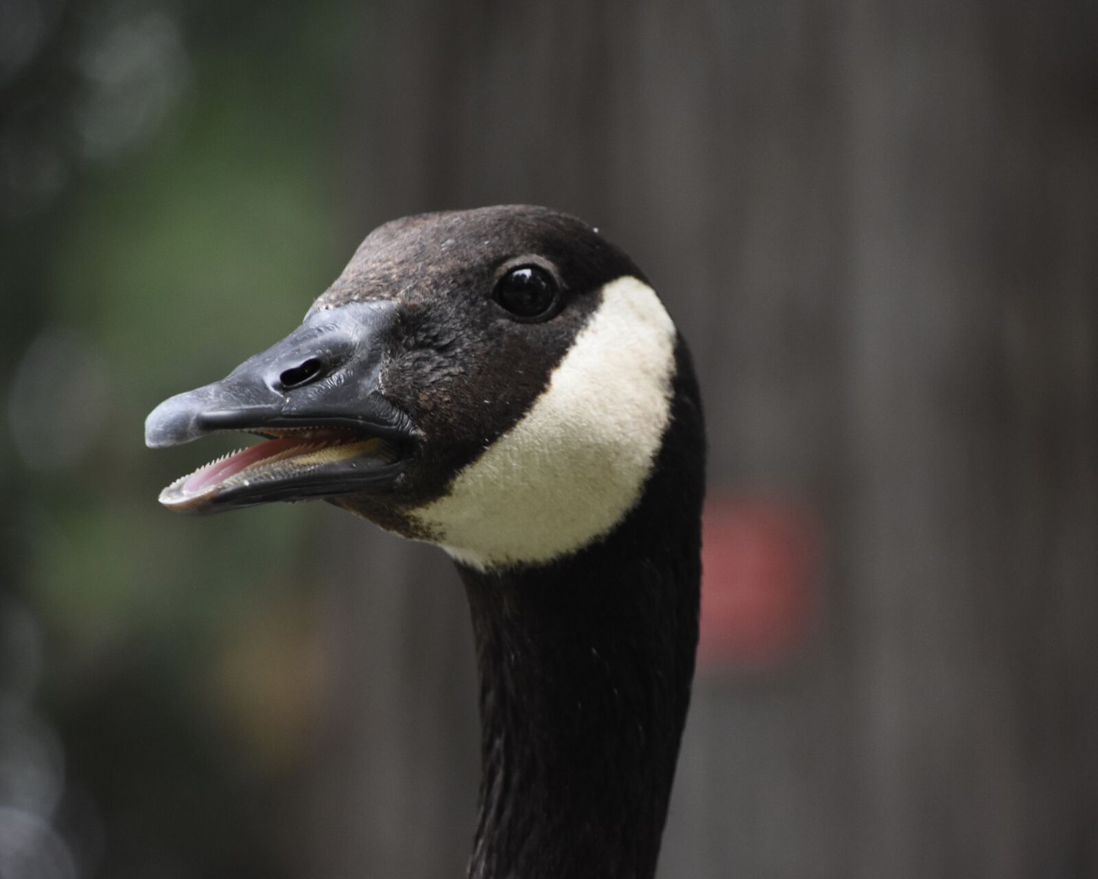 Nikon D7200 sample photo. Head, close-up, teeth photography