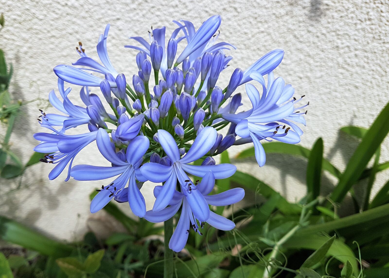 Samsung Galaxy S7 Edge sample photo. Flower, floral, plant photography