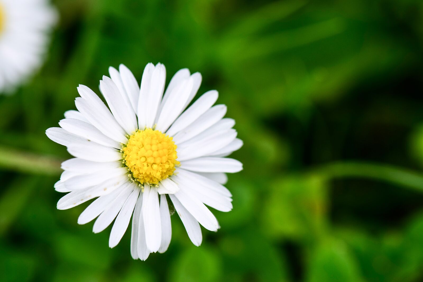 Nikon D5300 sample photo. Flower, blumen, daisy photography