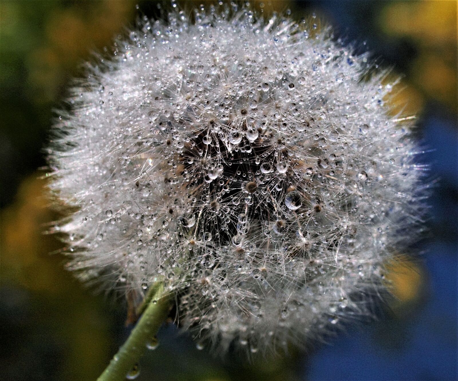 Olympus E-520 (EVOLT E-520) sample photo. Downy, dandelion, seed photography