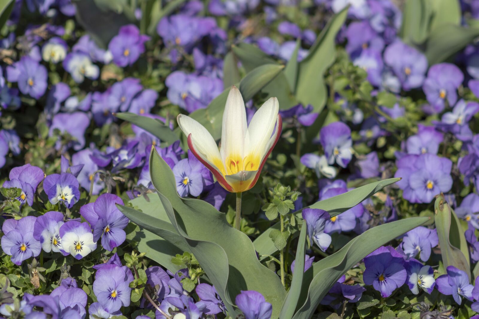 Canon EF75-300mm f/4-5.6 sample photo. Tulip, pansy, flowers photography