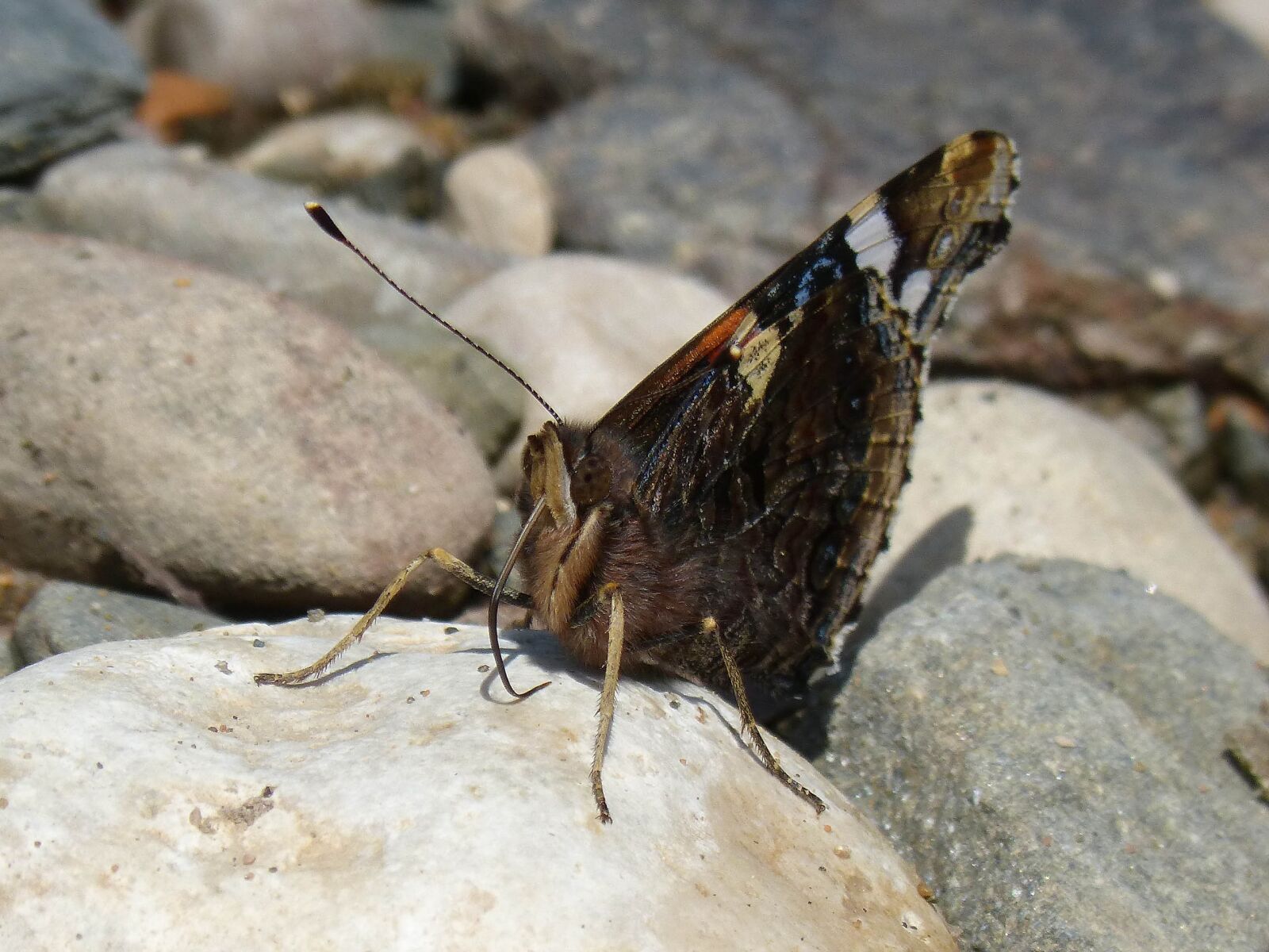 Panasonic DMC-FZ62 sample photo. Butterfly, vanesa, vanessa atalanta photography