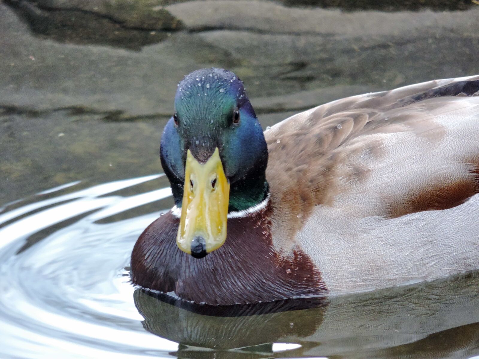 Nikon Coolpix P520 sample photo. Colorful, duck, head, portrait photography