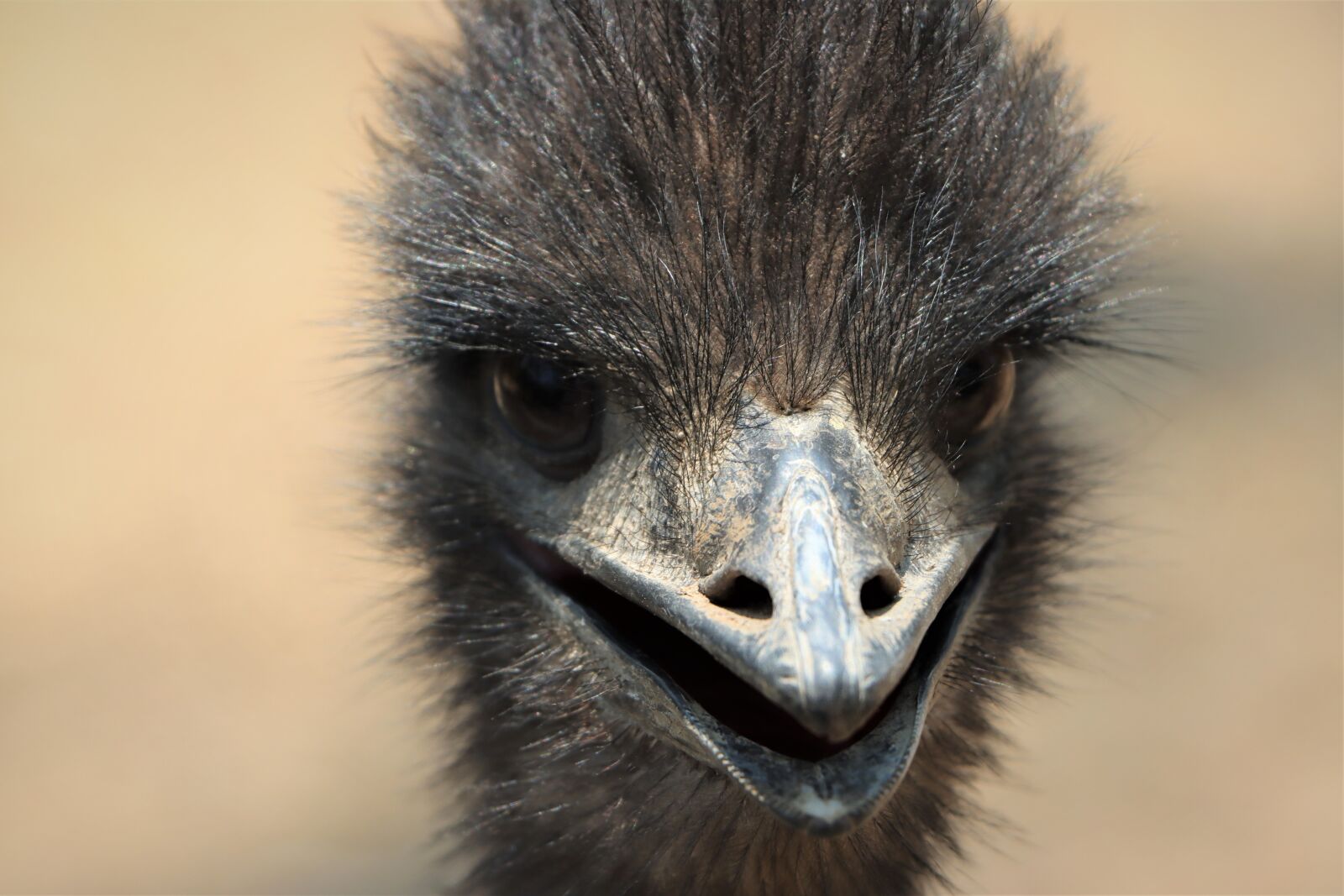 Canon EF-S 18-135mm F3.5-5.6 IS USM sample photo. Emu, funny, face photography
