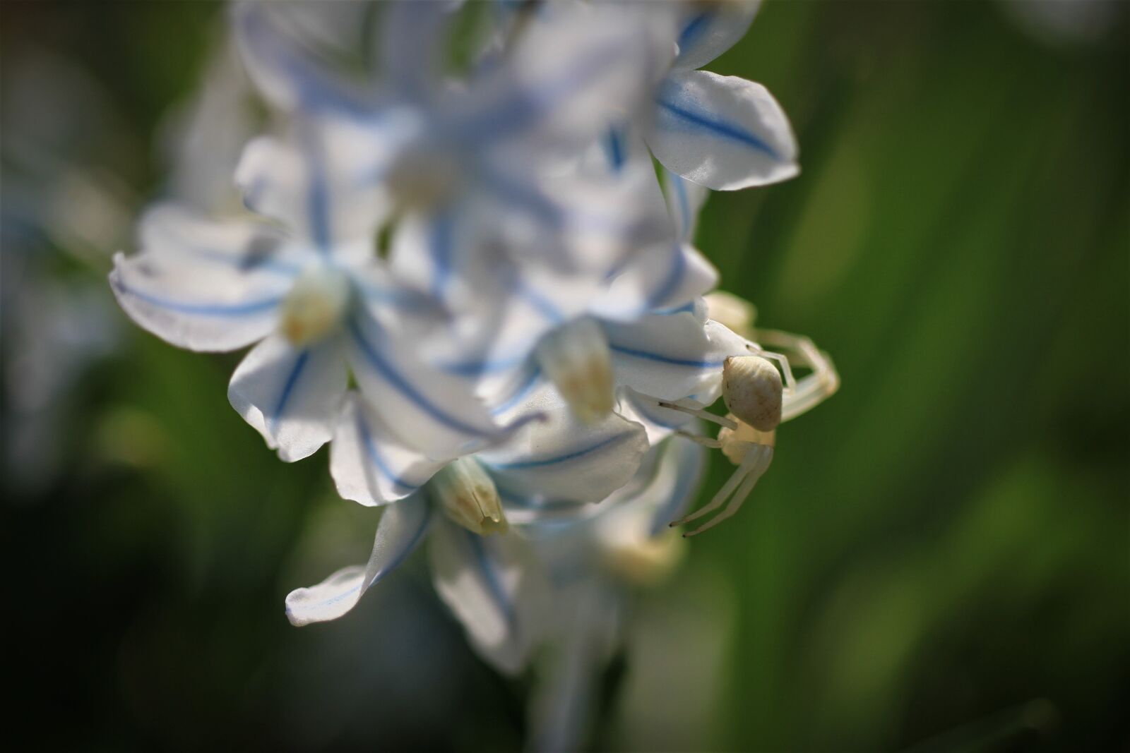 Canon EOS 7D sample photo. Flowers, spring, white photography