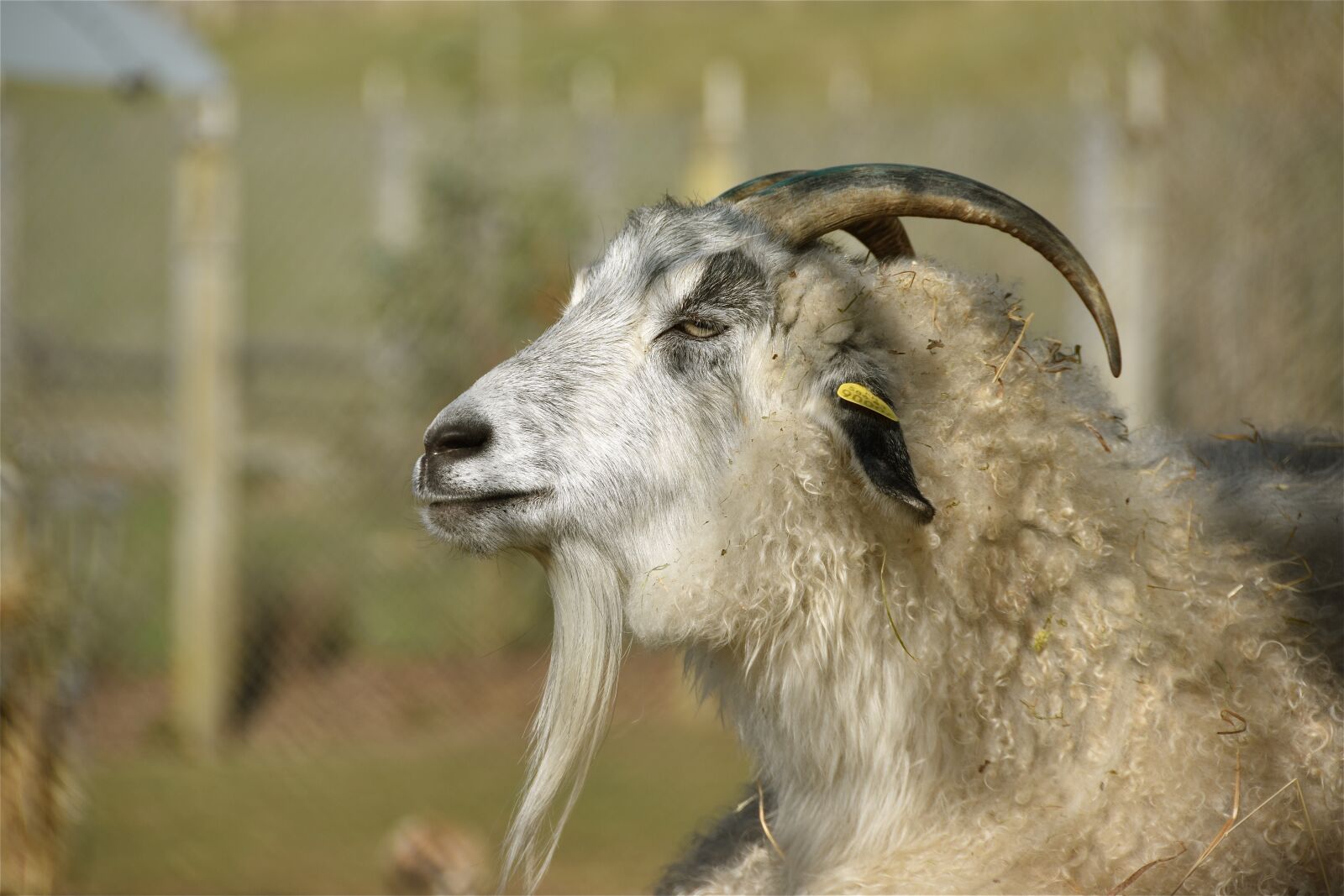 Nikon D5600 sample photo. Goat, horns, cornu photography