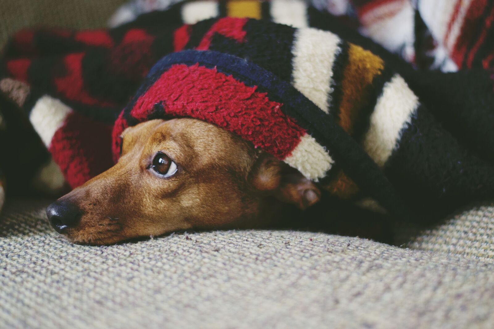 Nikon D3100 sample photo. Dog, puppy, sleep photography