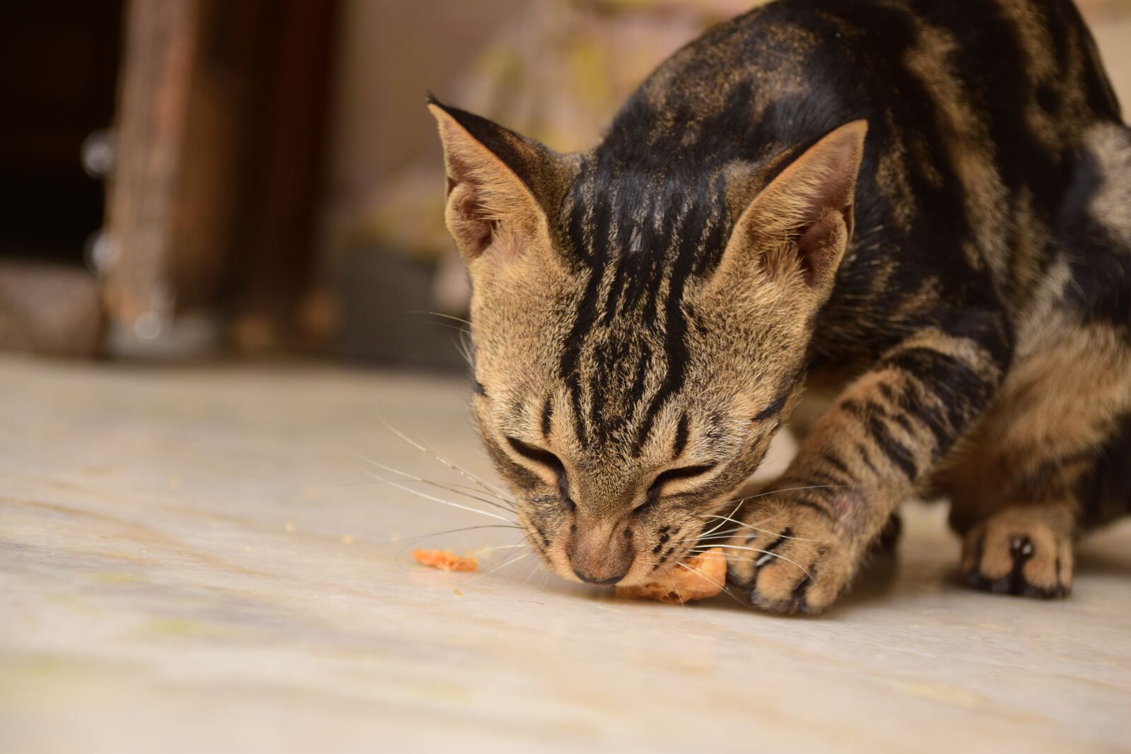 Nikon D5300 sample photo. House cat, delhi, animal photography