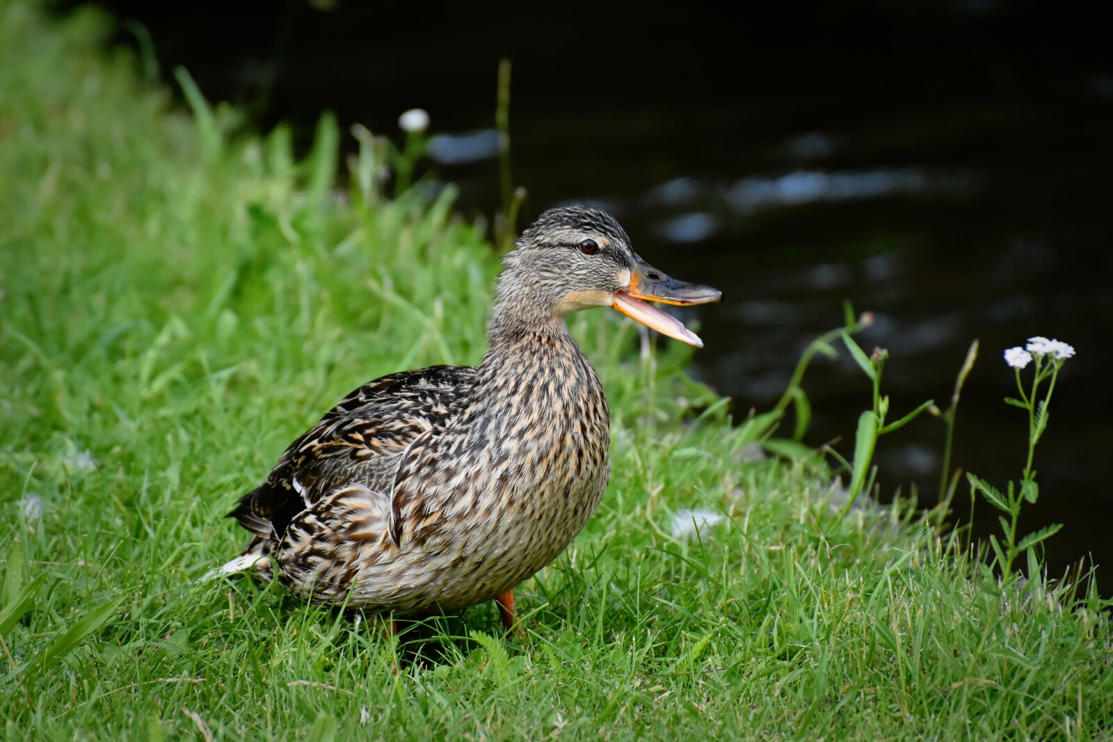 Nikon D7200 sample photo. Mallard, poultry, bird photography