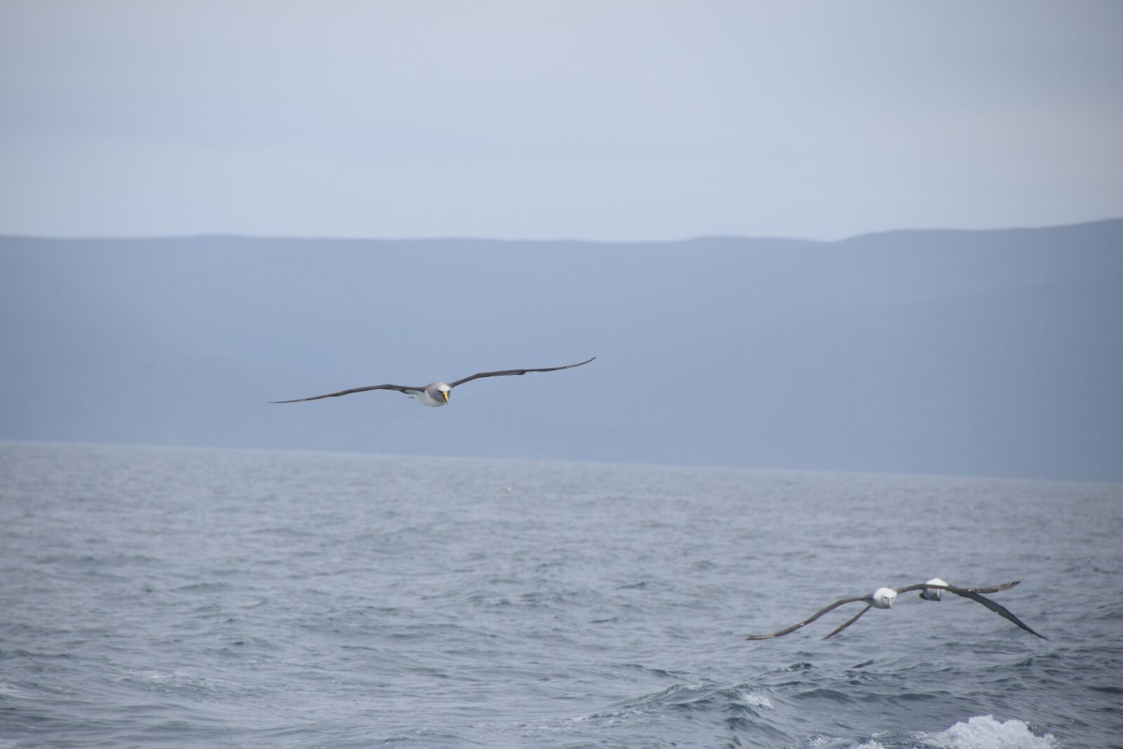 Nikon D5300 sample photo. Albatross, foveaux strait, southern photography