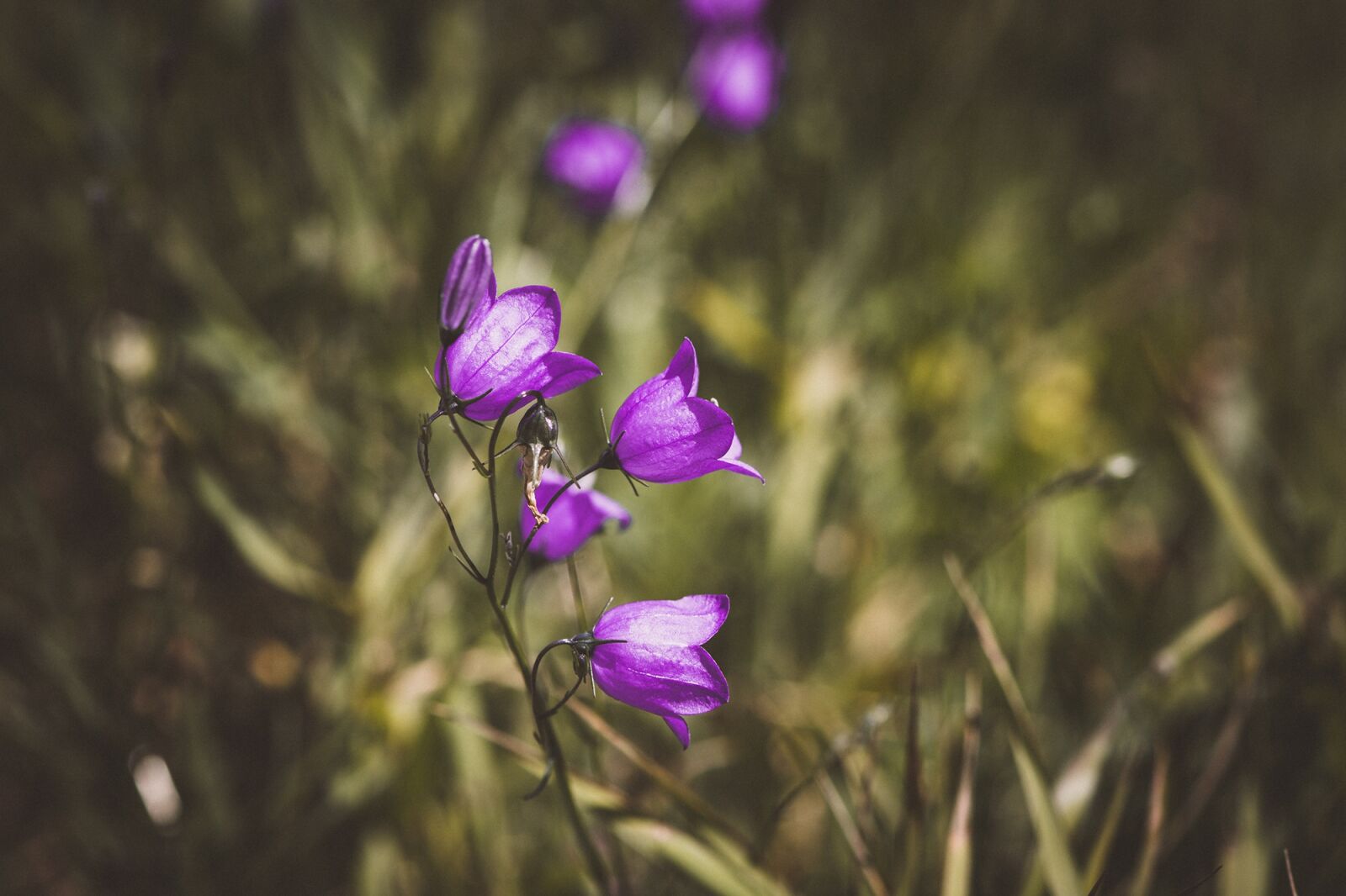 Nikon D7100 sample photo. Round leaved bellflower, campanula photography