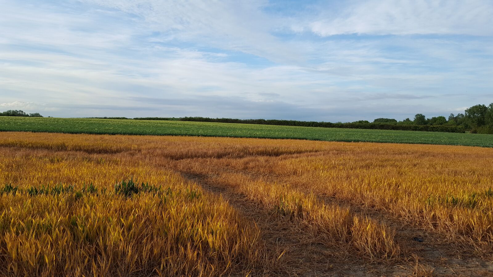 Samsung Galaxy S6 sample photo. Fields, crop, nature photography