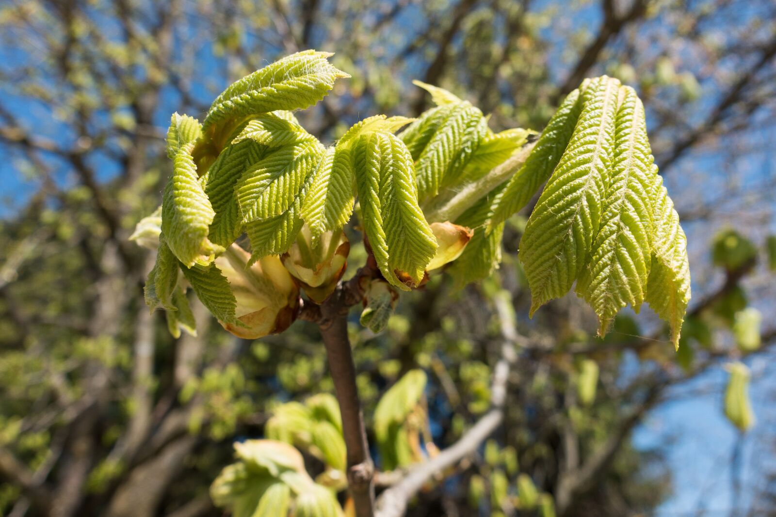 Sony Cyber-shot DSC-RX100 III sample photo. Chestnut, buckeye, aesculus hippocastanum photography