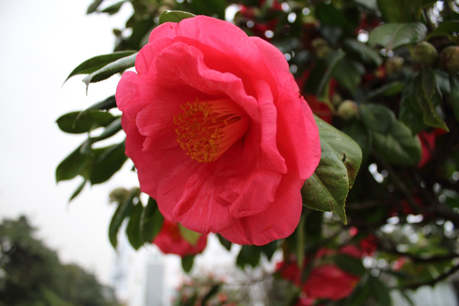 Canon EOS 1300D (EOS Rebel T6 / EOS Kiss X80) sample photo. Flower, spring, bloom photography