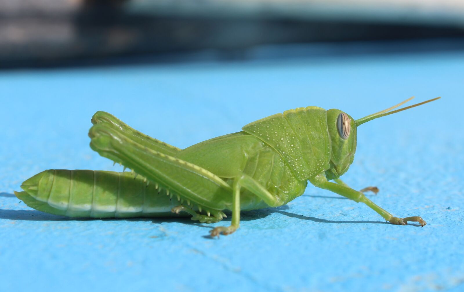 Canon EOS 1200D (EOS Rebel T5 / EOS Kiss X70 / EOS Hi) sample photo. Nature, insect, side view photography